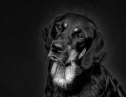 Dogs