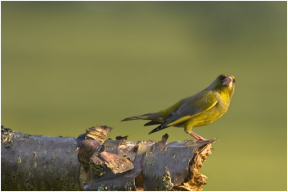Birds
