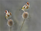 Pair Of Goldfinches